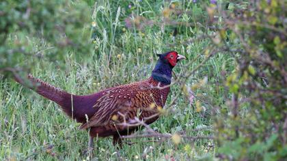 Common Pheasant