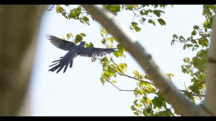 Common Cuckoo