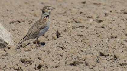 Calandra Lark