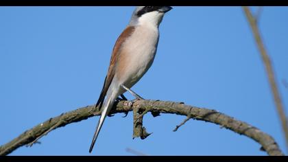 Red-backed Shrike