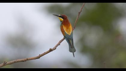 European Bee-eater