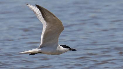 Gull-billed Tern