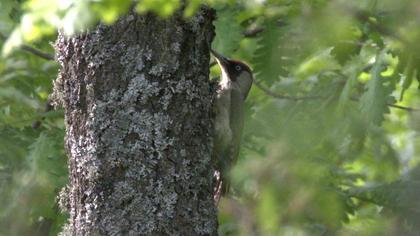 European Green Woodpecker