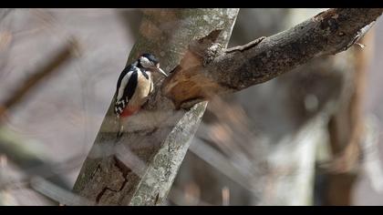 Great Spotted Woodpecker