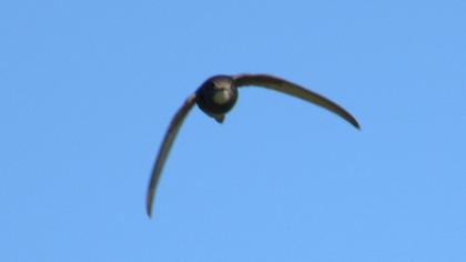 Common Swift