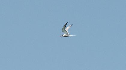 Common Tern
