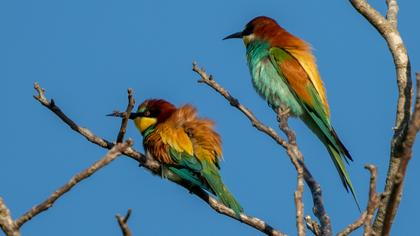 European Bee-eater