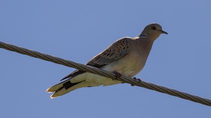 European Turtle Dove