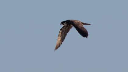 Eurasian Hobby
