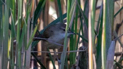 Great Reed Warbler