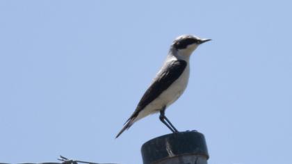 Northern Wheatear