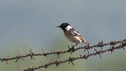 European Stonechat