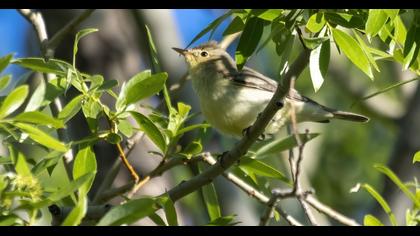 Icterine Warbler