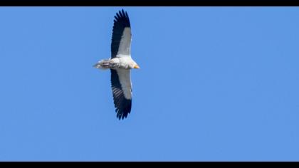 Egyptian Vulture