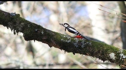 Great Spotted Woodpecker