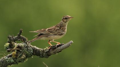 Woodlark