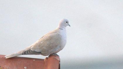 Eurasian Collared Dove
