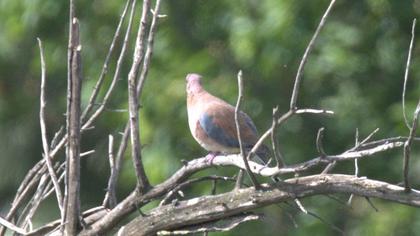 Laughing Dove