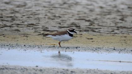 Common Ringed Plover
