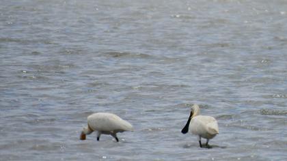 Eurasian Spoonbill
