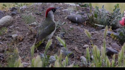 European Green Woodpecker