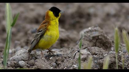 Black-headed Bunting