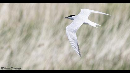 Gull-billed Tern