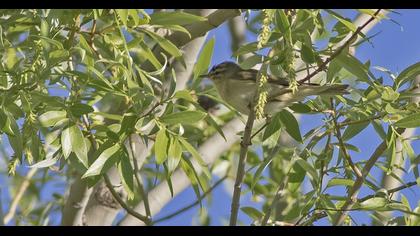 Willow Warbler