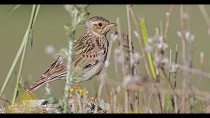 Woodlark