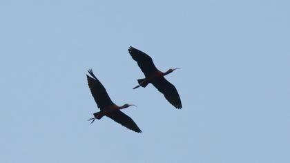 Glossy Ibis