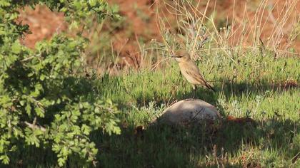 Isabelline Wheatear