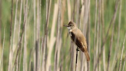 Great Reed Warbler