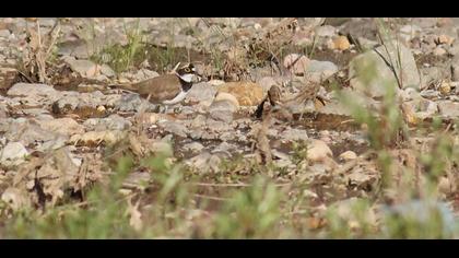Little Ringed Plover