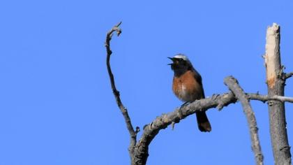 Common Redstart