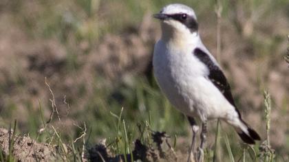 Northern Wheatear