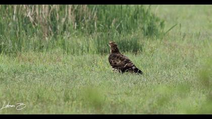 European Honey Buzzard