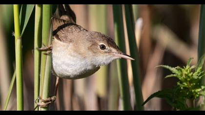 Eurasian Reed Warbler