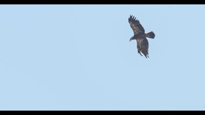 Lesser Spotted Eagle
