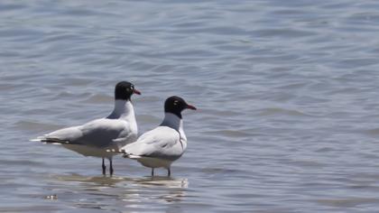Mediterranean Gull