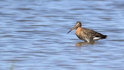 Black-tailed Godwit