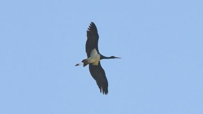 Black Stork