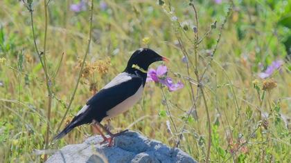 Rosy Starling
