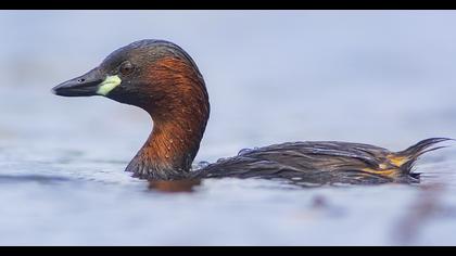 Little Grebe