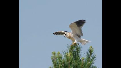 Black-winged Kite