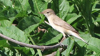 Eastern Olivaceous Warbler