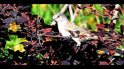 Barred Warbler