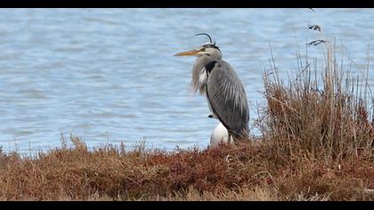 Grey Heron