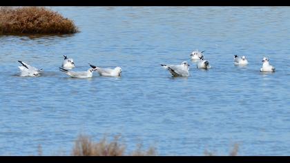 Black-headed Gull