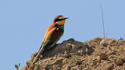 European Bee-eater