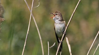 Great Reed Warbler